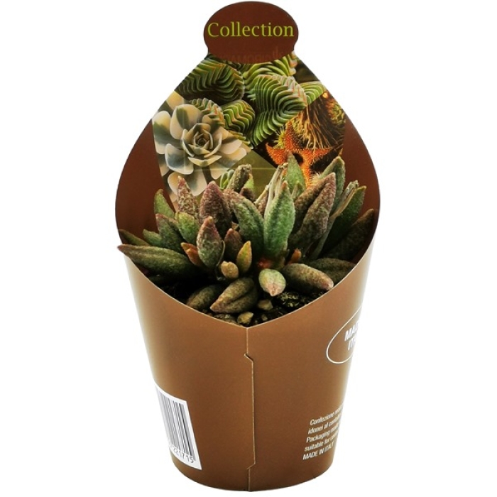 ADROMISCHUS ANTIDORCATUM 