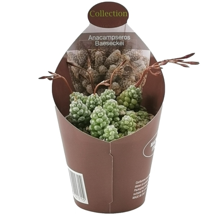 ANACAMPSEROS BAESECKEI