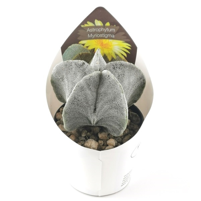 ASTROPHYTUM MYRIOSTIGMA