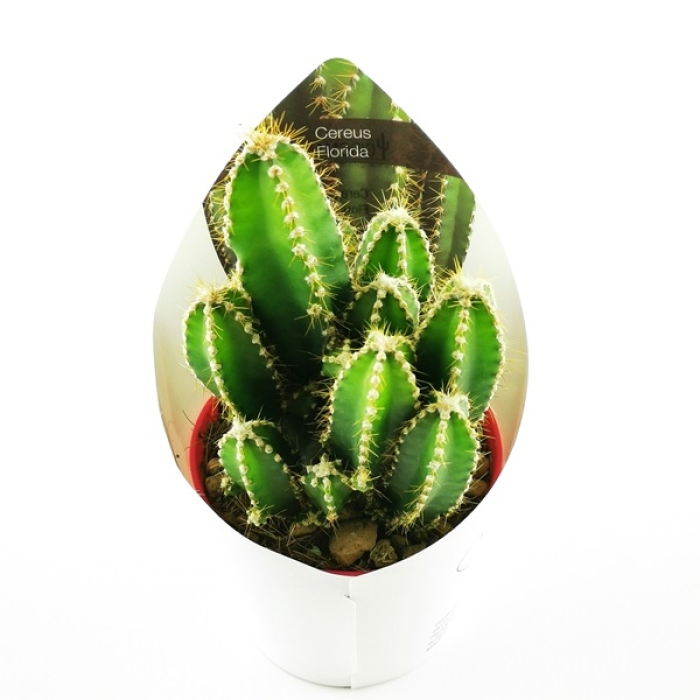 CEREUS FLORIDA