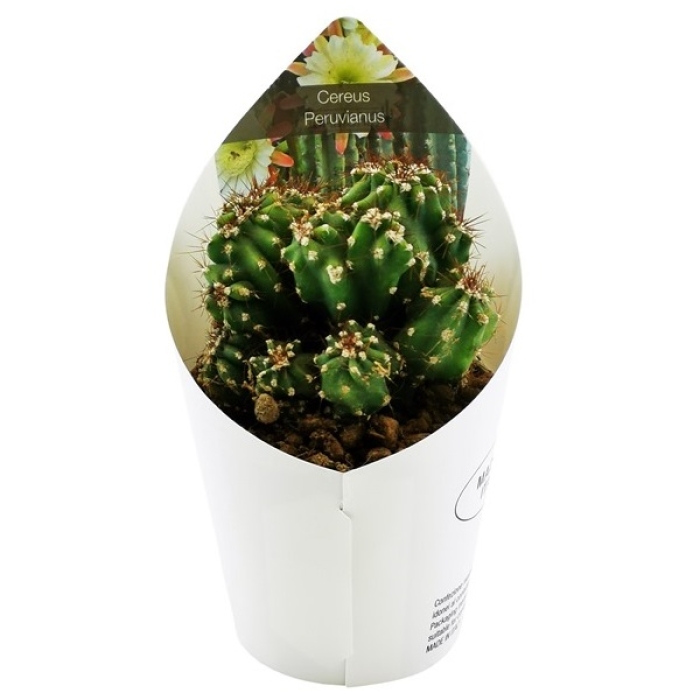 CEREUS PERUVIANUS
MONSTRUOSO