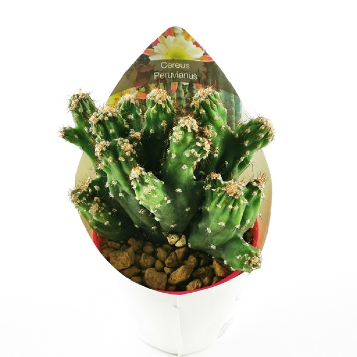 CEREUS PERUVIANUS