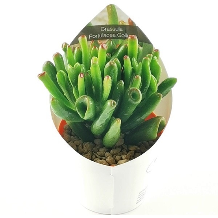 CRASSULA PORTULACEA GOLLUM