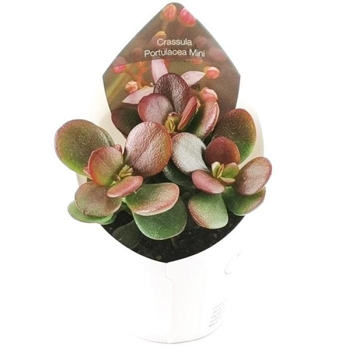 CRASSULA PORTULACEA MINI