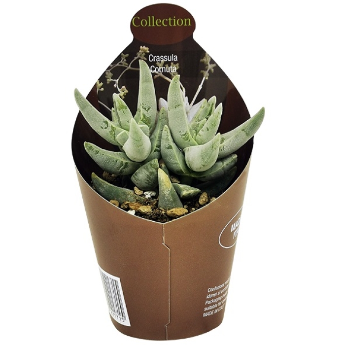 CRASSULA CORNUTA