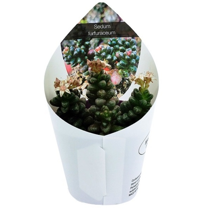 SEDUM FURFURACEUM