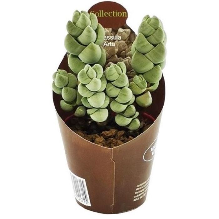 CRASSULA ARTA