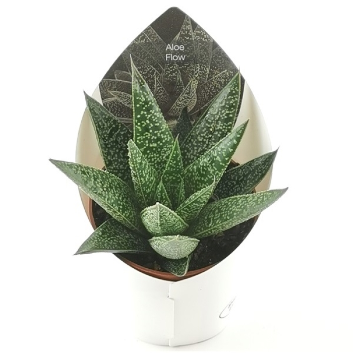 FLUJO DE ALOE