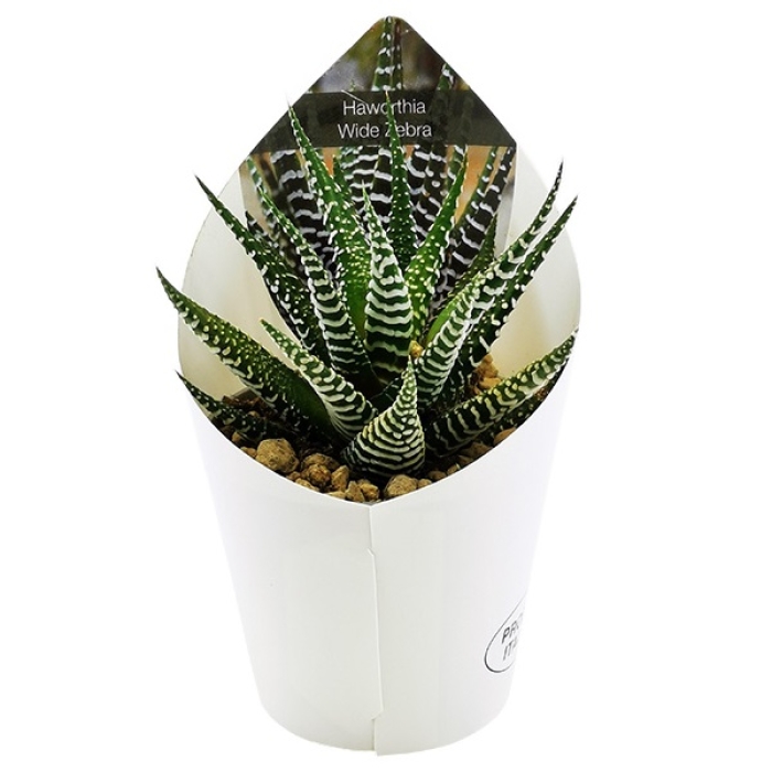 HAWORTHIA WIDE ZEBRA 
