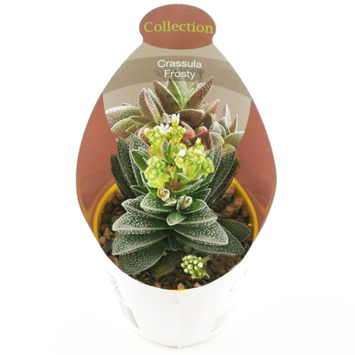 CRASSULA FROSTY