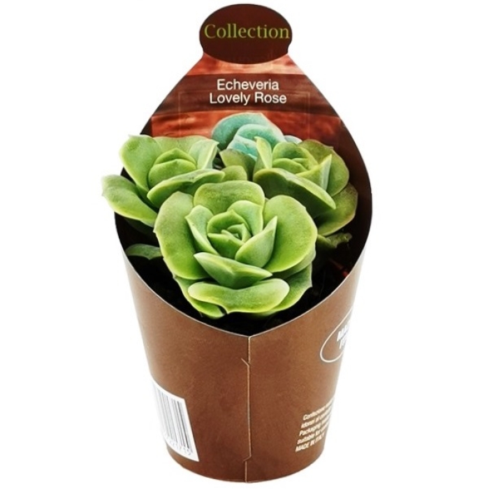 ECHEVERIA LOVELY ROSE