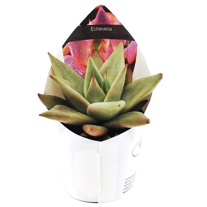 ECHEVERIA AGAVOIDES
 AQUAMARINE