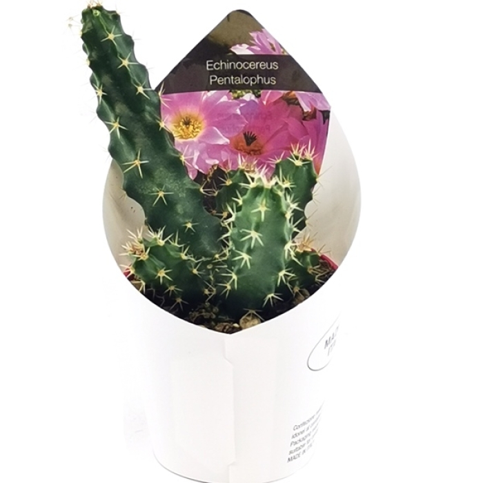 ECHINOCEREUS PENTALOPHUS