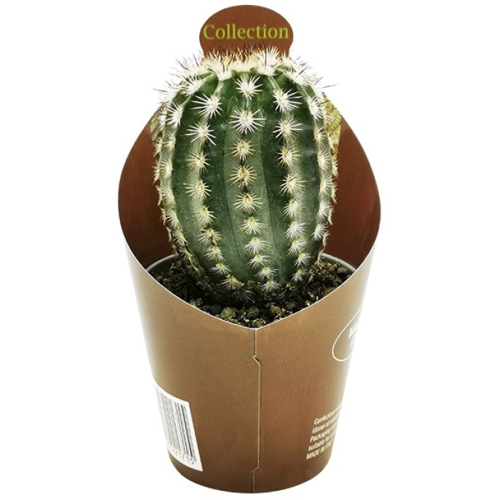 ECHINOCEREUS FITCHII