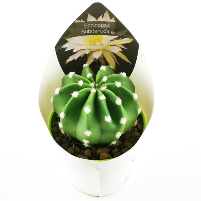 ECHINOPSIS SUBDENUDATA