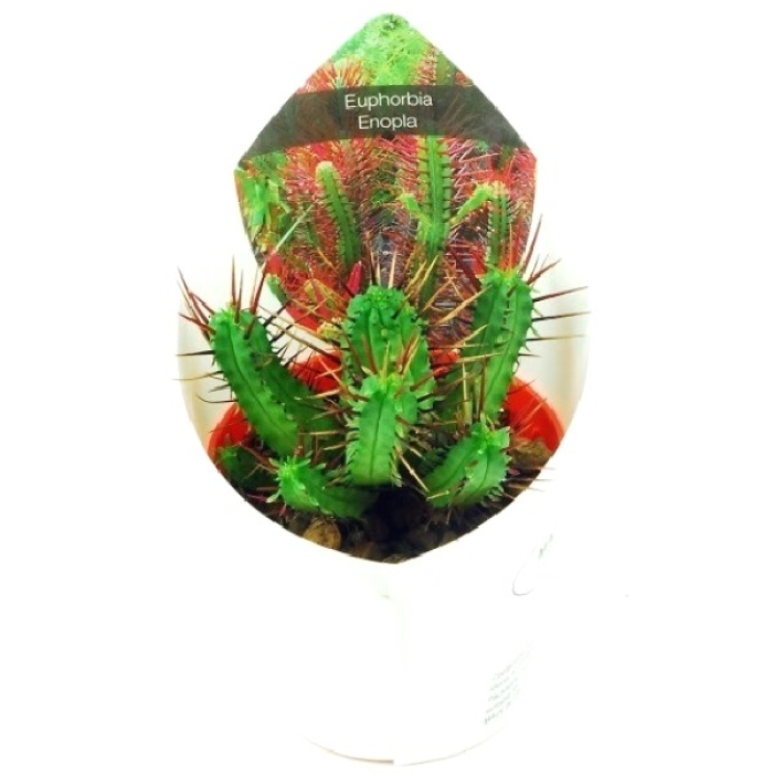 EUPHORBIA ENOPLA