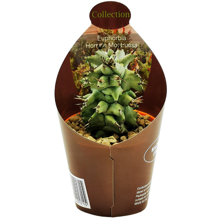 EUPHORBIA HORRIDA MONSTRUOSO