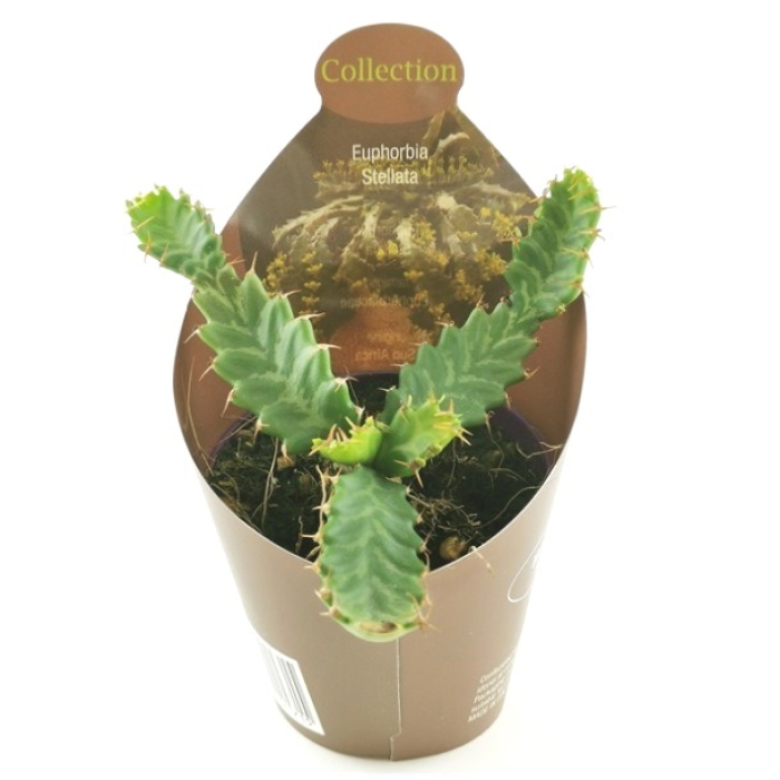 EUPHORBIA STELLATA