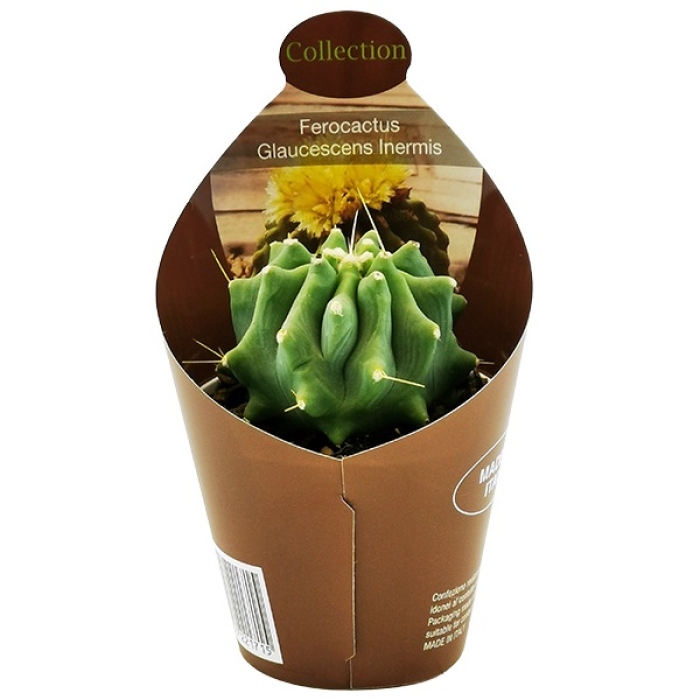 FEROCACTUS GLAUCESCENS
 INERMIS