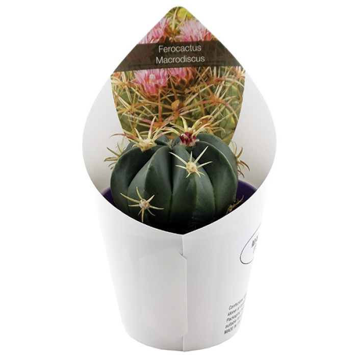 FEROCACTUS MACRODISCUS
