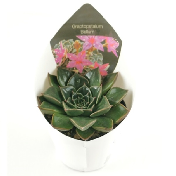 GRAPTOPETALUM BELLUM