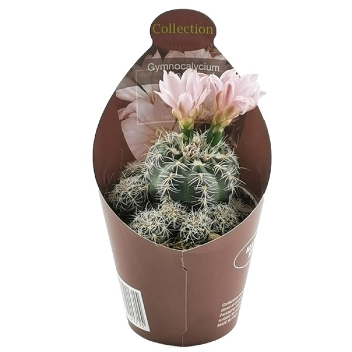GYMNOCALYCIUM BRUCHII