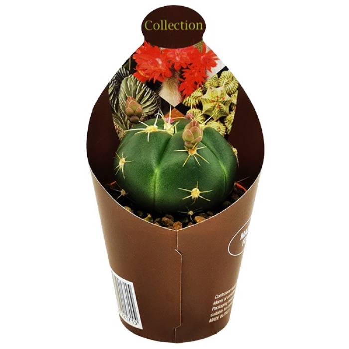 GYMNOCALYCIUM HORSTII