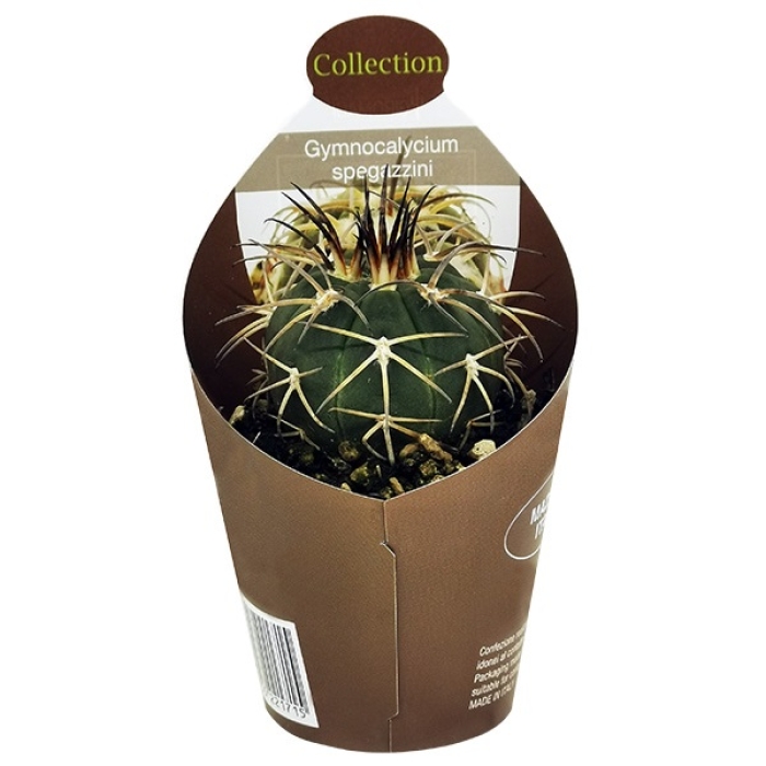 GYMNOCALYCIUM SPEGAZZINI