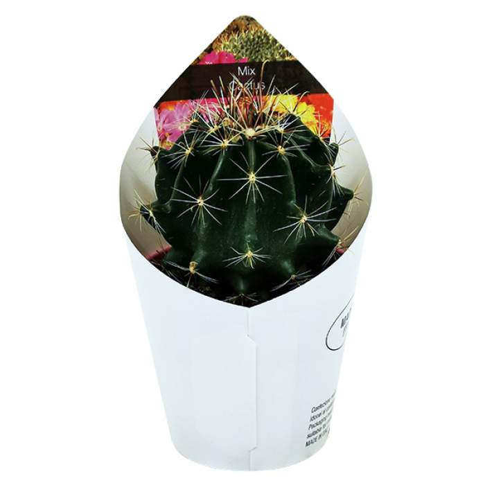 HAMATOCACTUS SETISPINUS