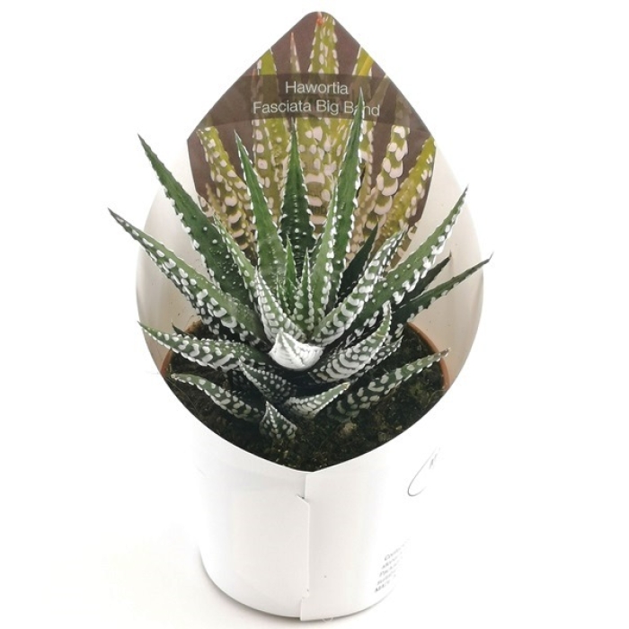 HAWORTHIA BANDAGED BIG BAND