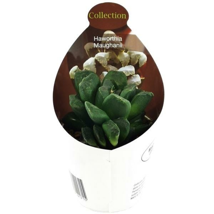 HAWORTHIA MAUGHANII 