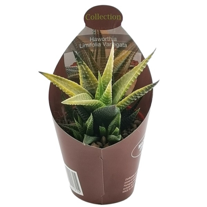 HAWORTHIA VARIEGATED LIMIFOLIA 