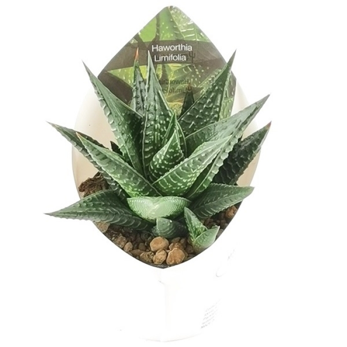 HAWORTHIA LIMIFOLIA