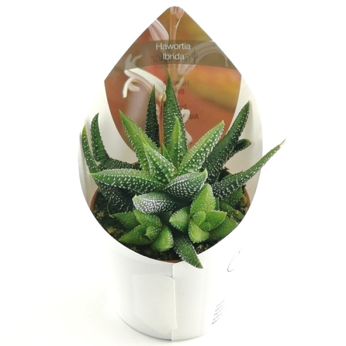 HAWORTHIA HÍBRIDA