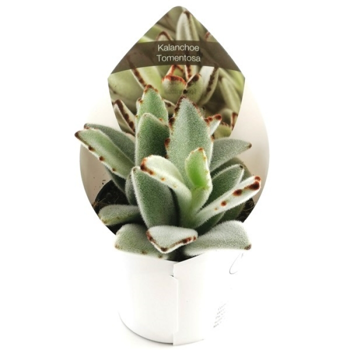 KALANCHOE TOMENTOSA