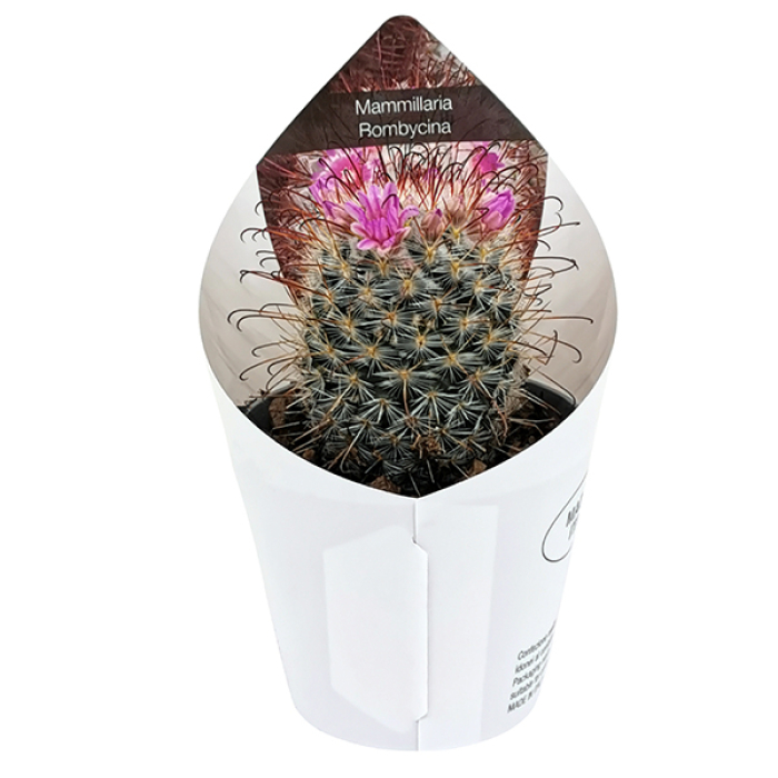 MAMMILLARIA BOMBYCINA