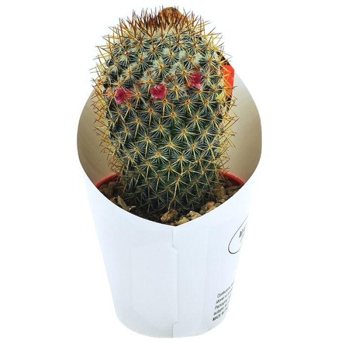 MAMMILLARIA COLOMBIANA