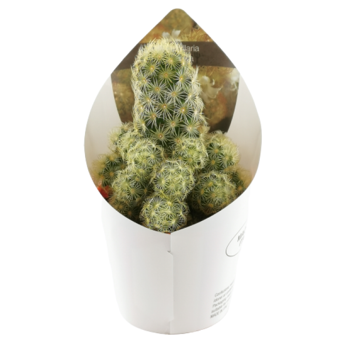 MAMMILLARIA ELONGATA