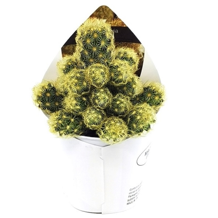 MAMMILLARIA ELONGATA LIMÓN