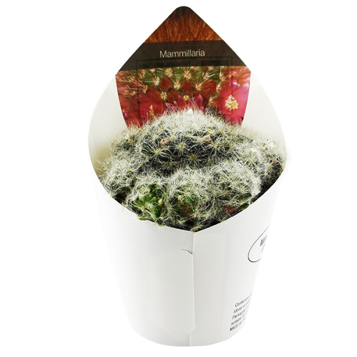 MAMMILLARIA GLASSII 
VAR. ASCENSIONIS 