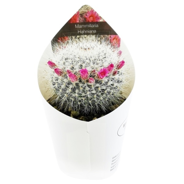 MAMMILLARIA HAHNIANA