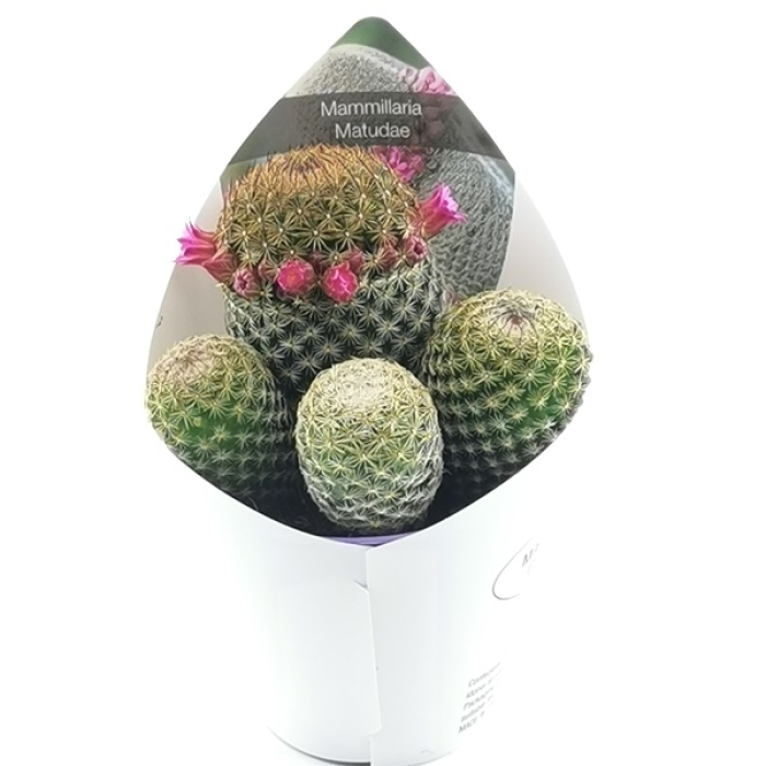MAMMILLARIA MATUDAE
