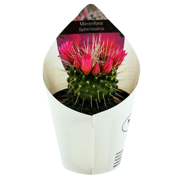 MAMMILLARIA SPINOSISSIMA
 UN PICO