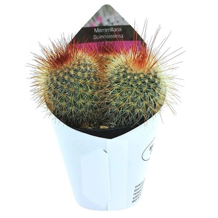 MAMMILLARIA SPINOSISSIMA 
RUBRISPINA