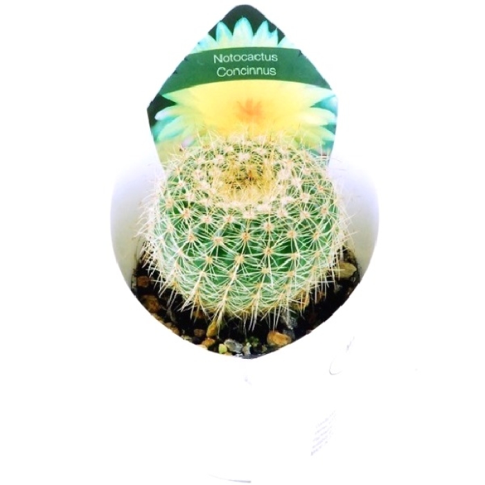 NOTOCACTUS CONCINNUS