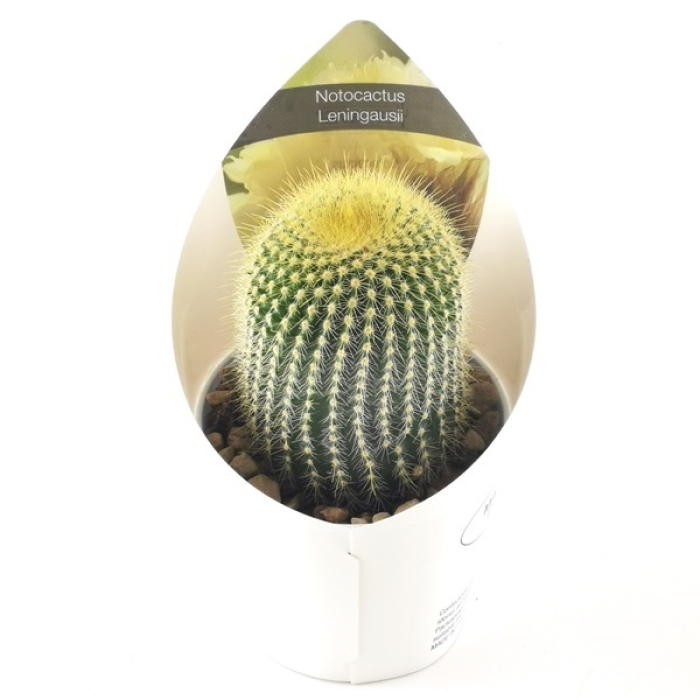 NOTOCACTUS LENINGHAUSII