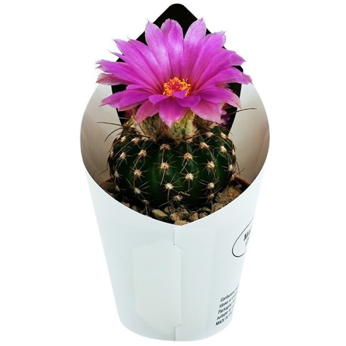 NOTOCACTUS UEBELMANNIANUS