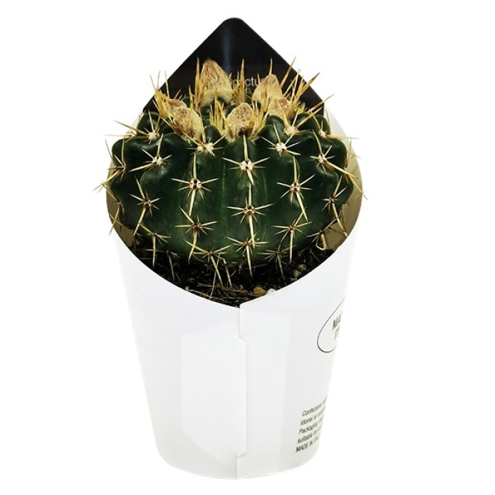 NOTOCACTUS SUBMAMMULOSUS