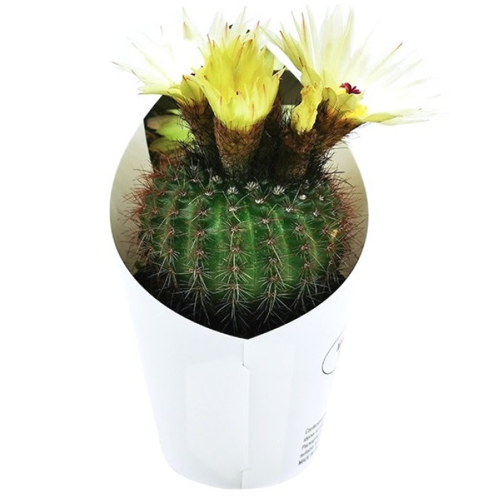 NOTOCACTUS OTTONIS 