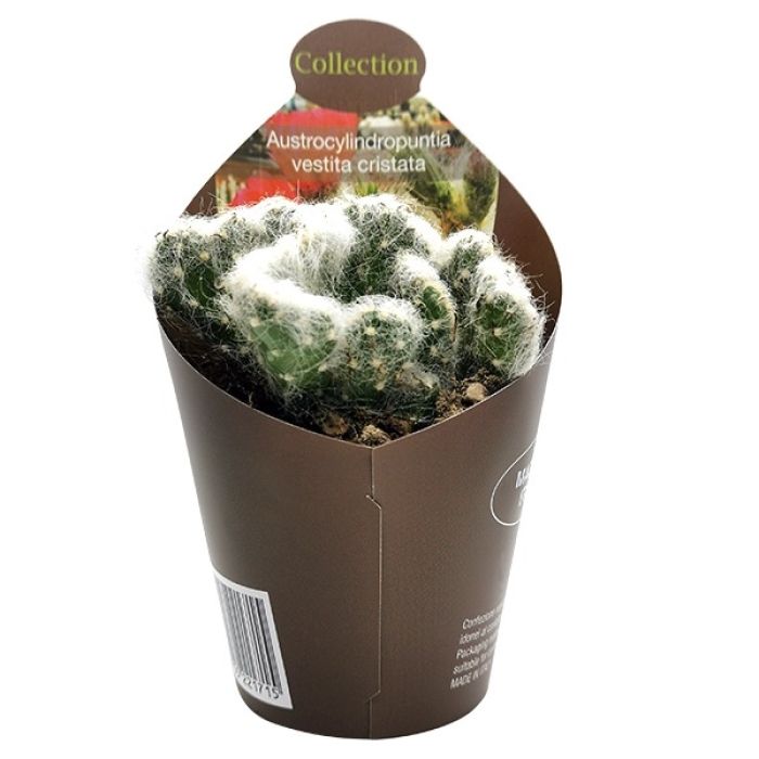 AUSTROCYLINDROPUNTIA CRISTATA
